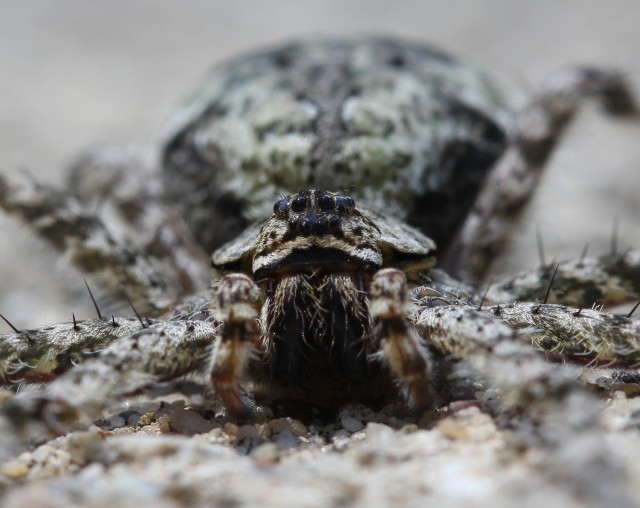 04 White Banded Fishing Spider_0425