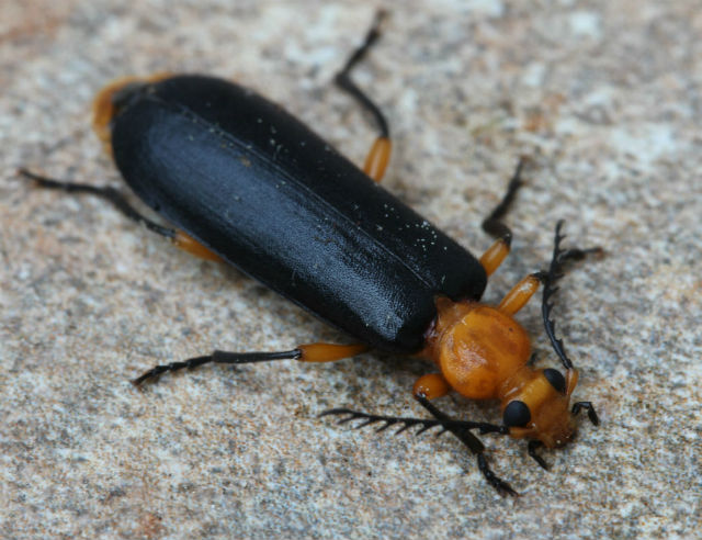 05 Fire-colored Beetle_9831