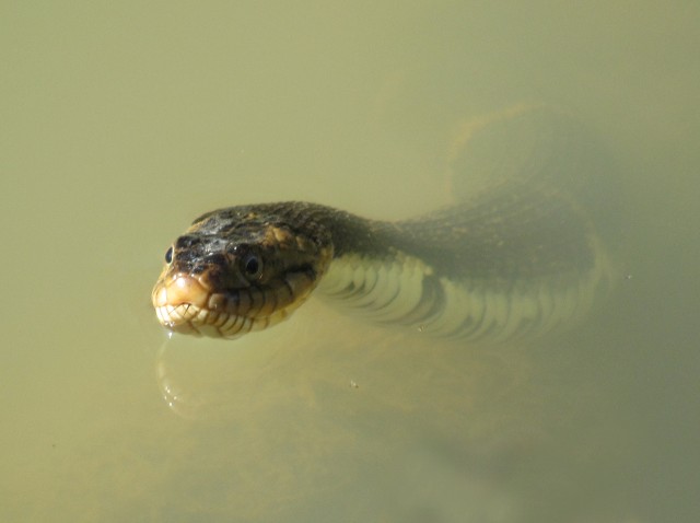 03 Broad-banded Water Snake_9304