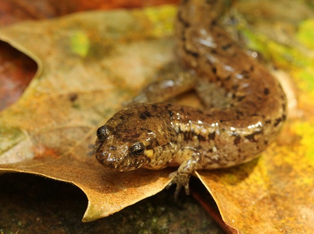 02 Spotted Dusky Salamander_4288