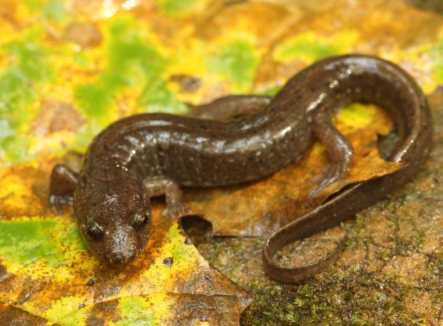 03 Spotted Dusky Salamander_4294