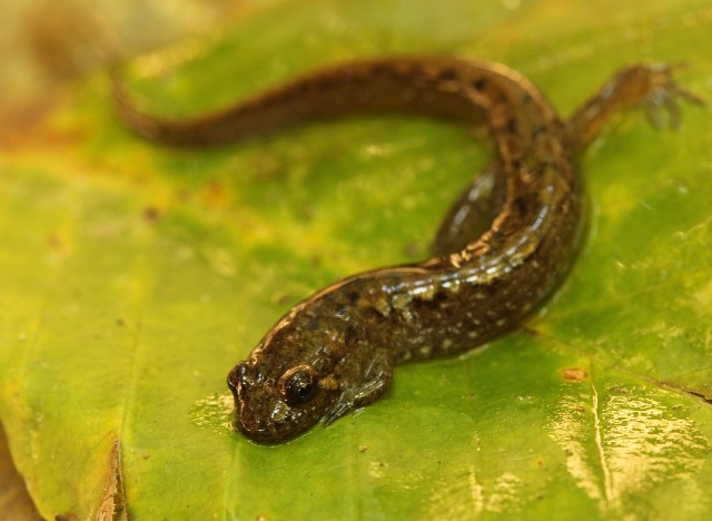 06 Spotted Dusky Salamander_4302