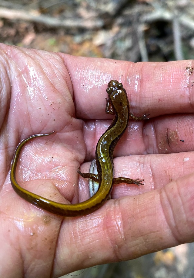 04 Southern Two-lined Salamander_0915