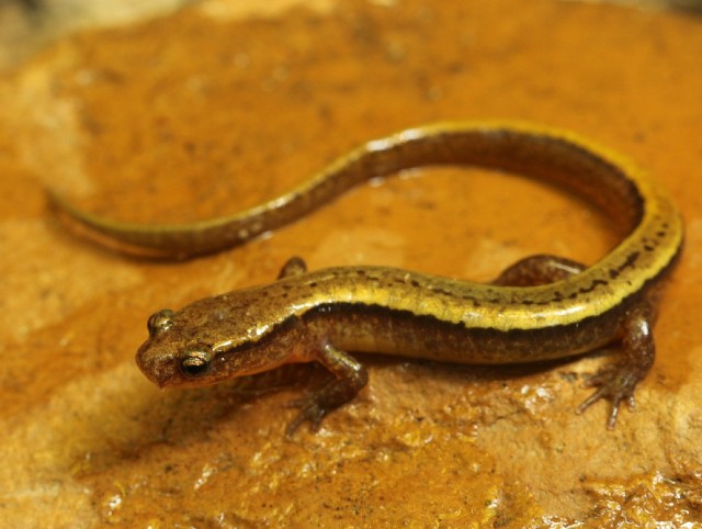 05 Southern Two-lined Salamander_4310