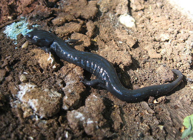 04 Santa Cruz Black Salamander_3686