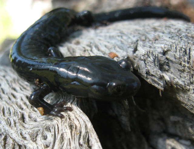 05 Santa Cruz Black Salamander_3691