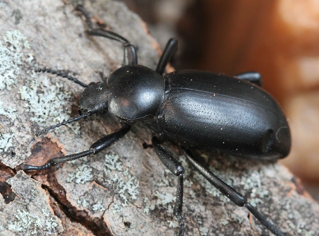 02 California Broad-necked Darkling Beetle_4442