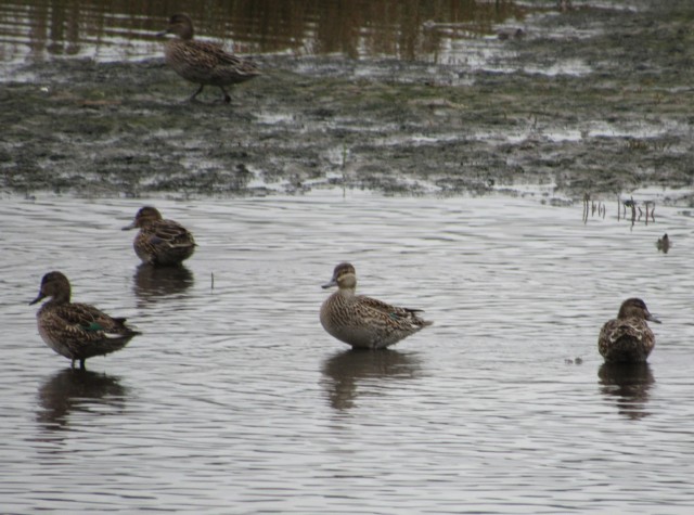 02 Green-winged Teal_3309