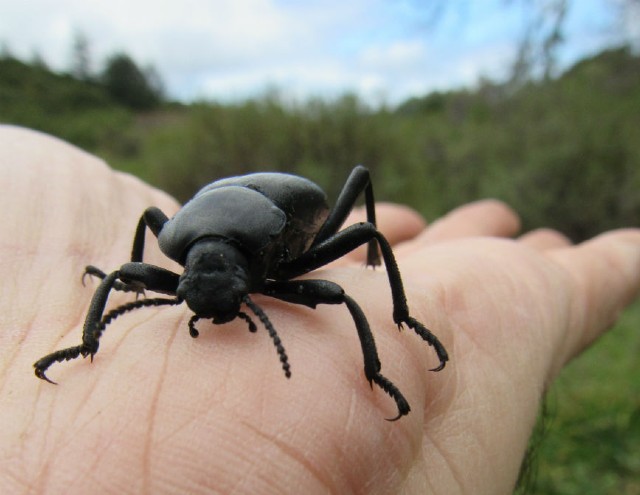 03 California Broad-necked Darkling Beetle_5100