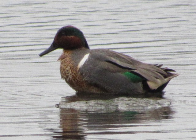 03 Green-winged Teal_3330