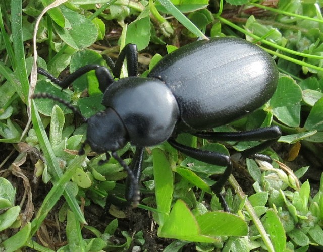 04 California Broad-necked Darkling Beetle_0996