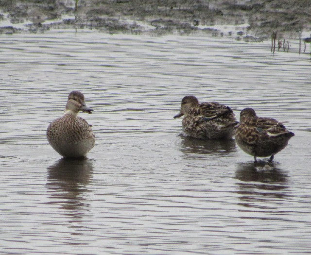 04 Green-winged Teal_3310