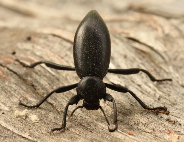 05 California Broad-necked Darkling Beetle_5436