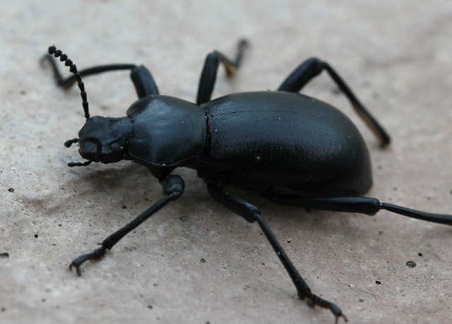 06 California Broad-necked Darkling Beetle_9150