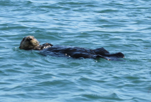 03 Sea Otter_3617