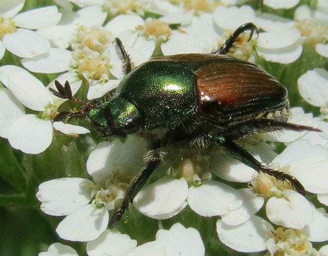 03 Japanese Beetle_2431