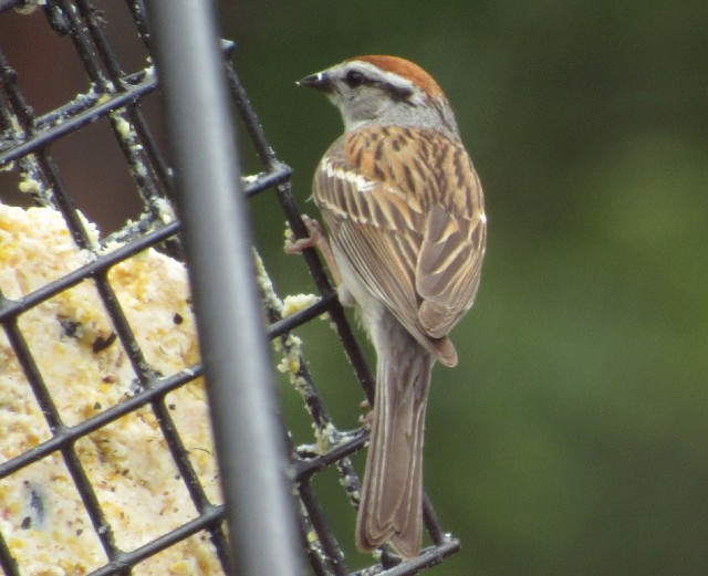02 Chipping Sparrow_4806