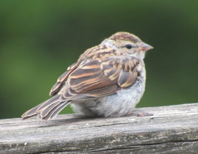 06 Chipping Sparrow_5069