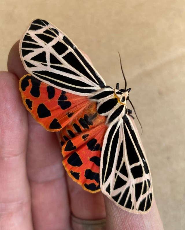 07 Virgin Tiger Moth_3431