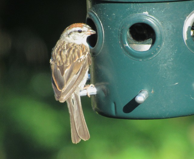 08 Chipping Sparrow_5328