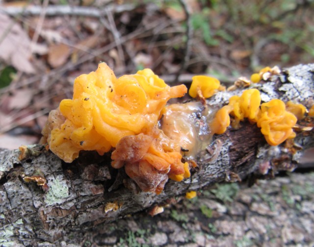 02 Witches' Butter_7280