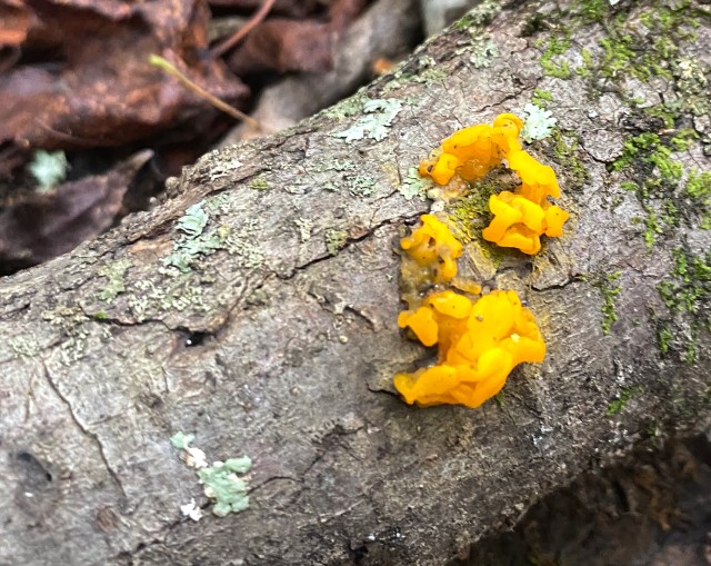 03 Witches' Butter_4415