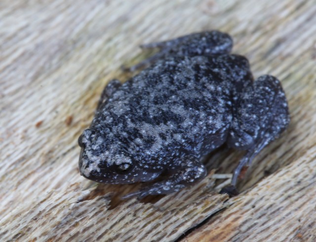 04 Eastern Narrowmouth Toad_4S2B7798
