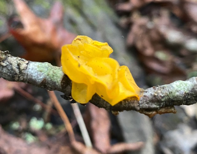 04 Witches' Butter_4414