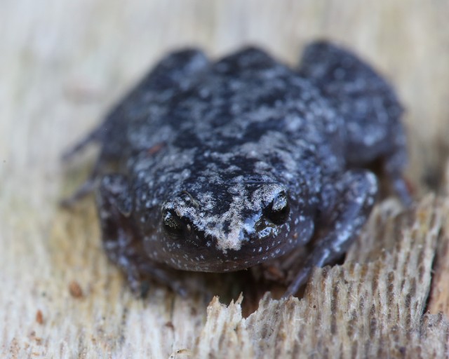 05 Eastern Narrowmouth Toad_4S2B7800