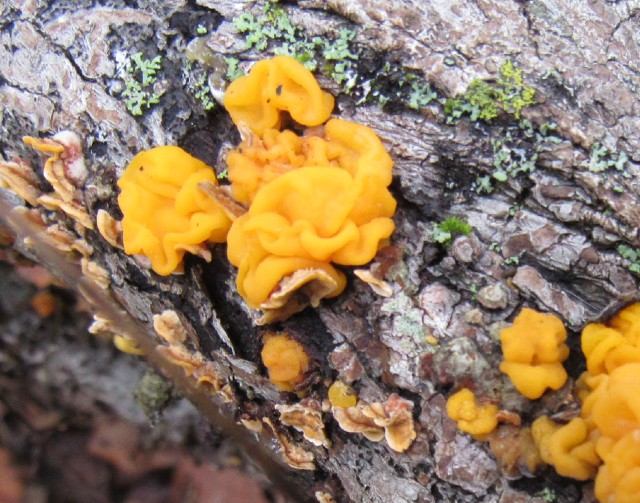 05 Witches' Butter_7278