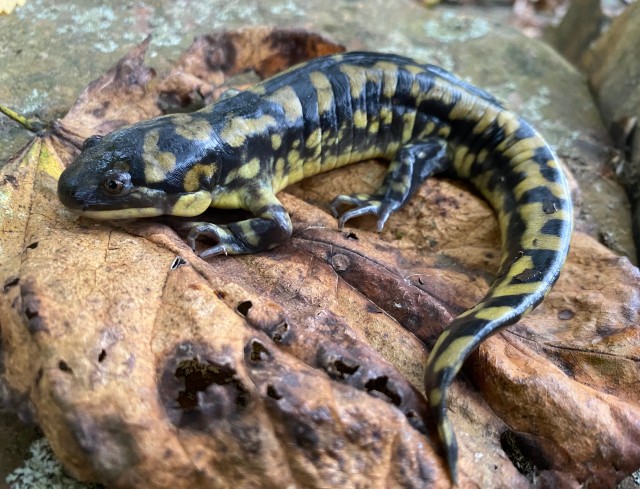 02 Eastern Tiger Salamander_4528