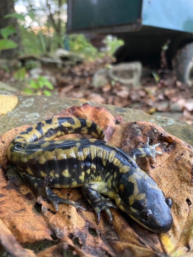 03 Eastern Tiger Salamander_4537