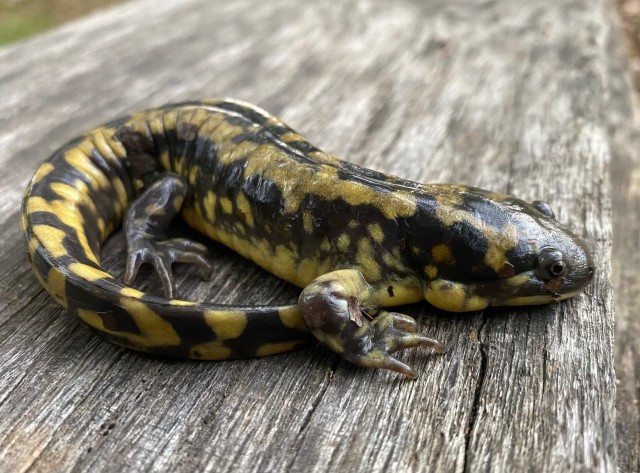 04 Eastern Tiger Salamander_4523