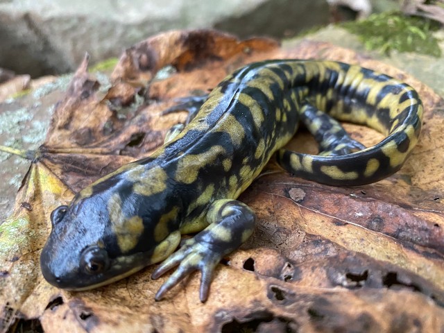 05 Eastern Tiger Salamander_4540