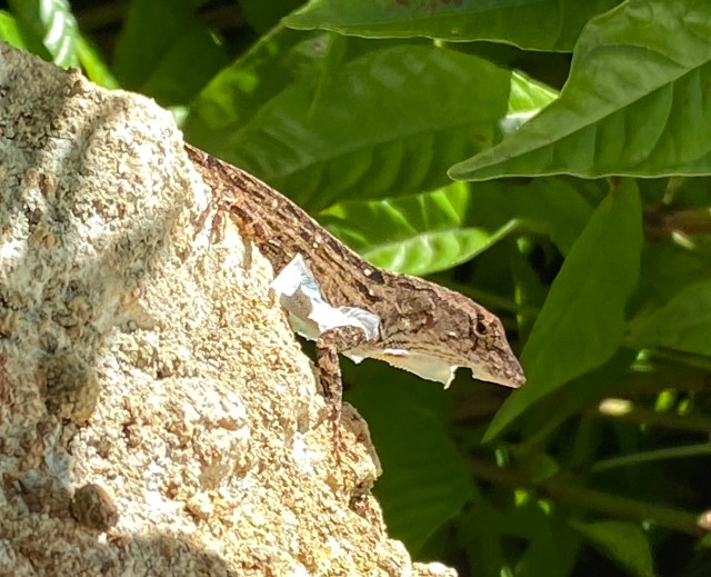 03 Brown Anole_5098