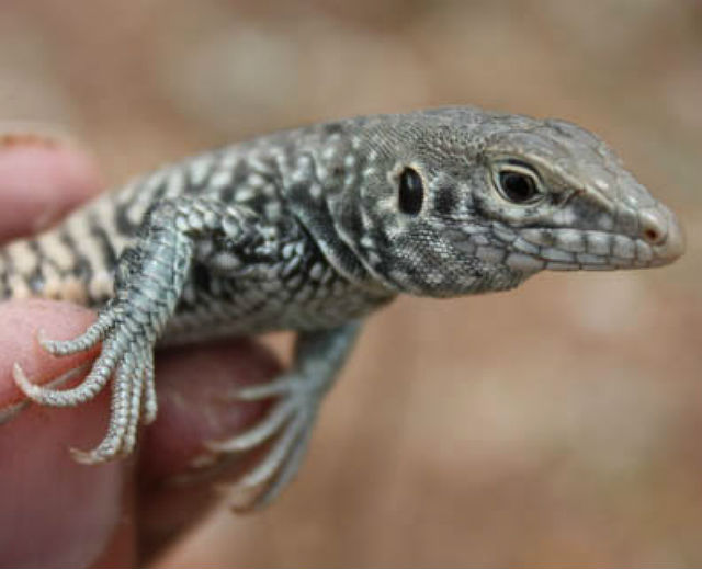 04 Western Whiptail 1