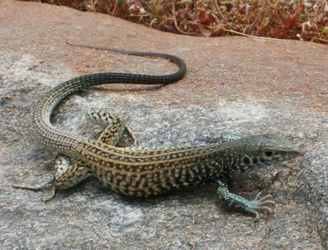 05 Western Whiptail 2