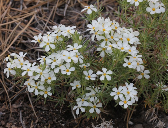 02 Nuttall's Linanthus 050