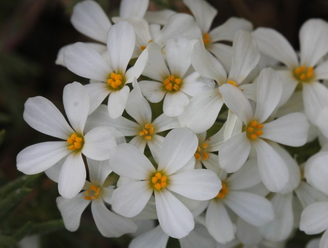 03 Nuttall's Linanthus 052
