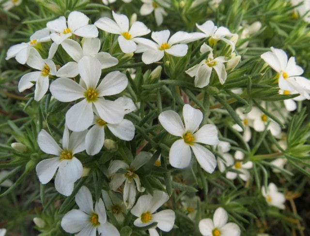 04 Nuttall's Linanthus_1738
