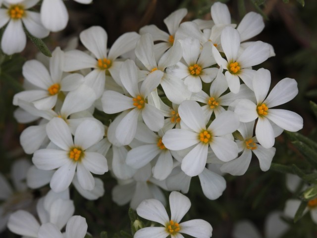 05 Nuttall's Linanthus 053
