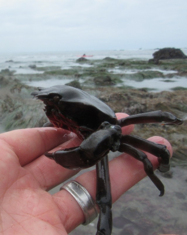 03 Kelp Crab_3174