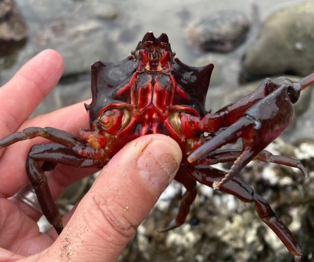 04 Kelp Crab_2054