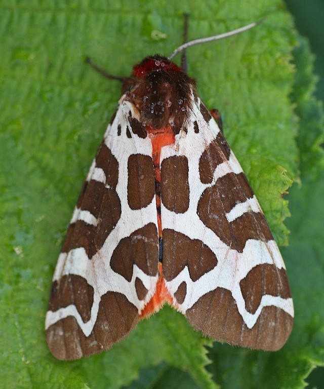 03 Garden Tiger Moth