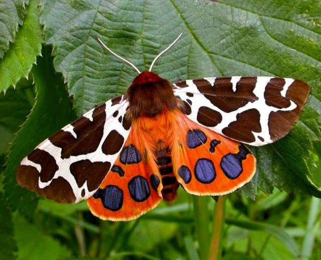 05 Garden Tiger Moth_280