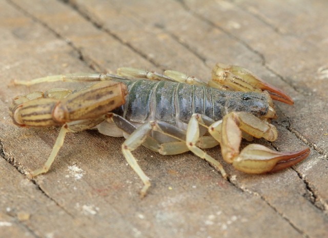 03 California Common Scorpion_7805