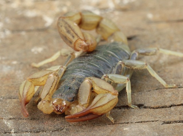 04 California Common Scorpion_7816
