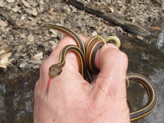 06 Northern Ribbon Snakes_8262
