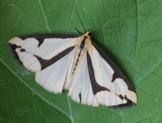 03 Clymene Moth 039