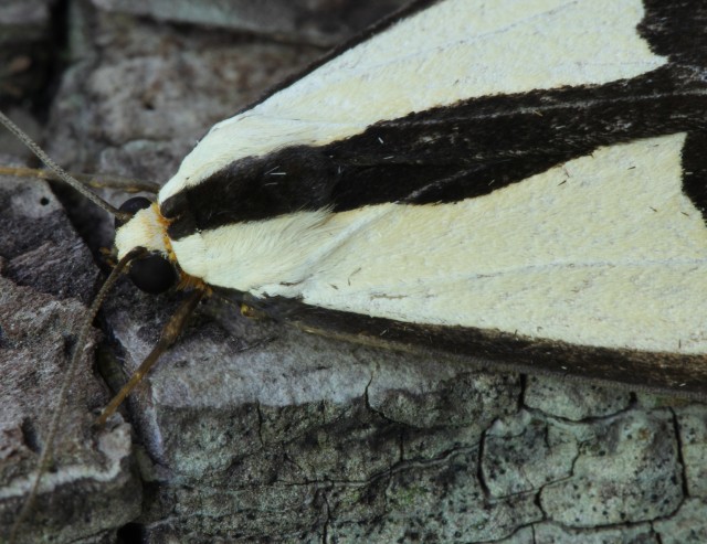 04 Clymene Moth 049
